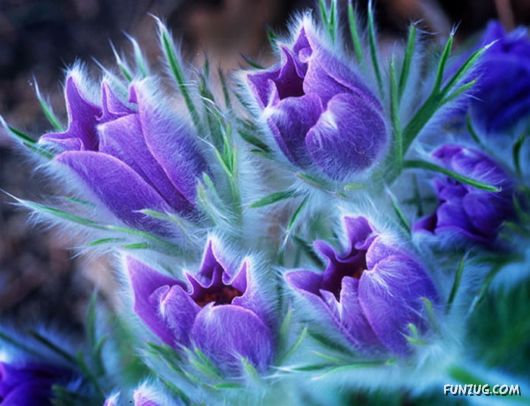 bful_violetb_flowers_02.jpg