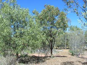 SANTALUM%20ACUMINATUM.jpg